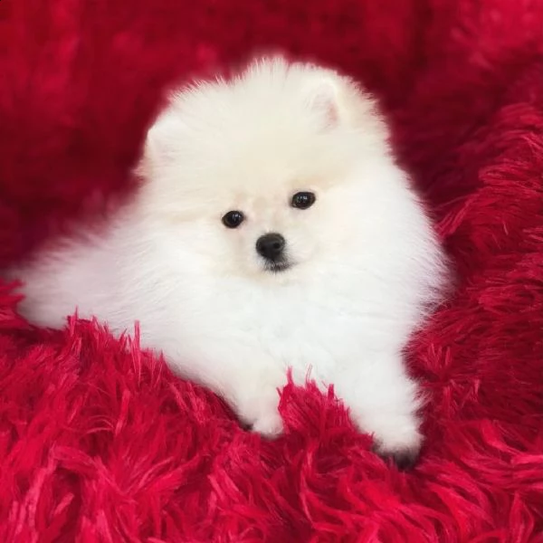  regalo  volpino pomerania mini toy,[at][at][at][at] | Foto 0