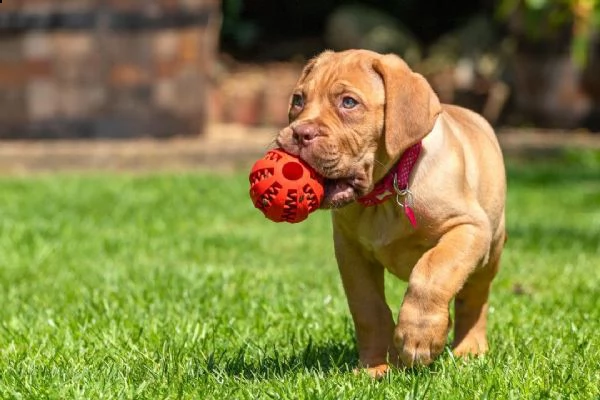 regalo bellissimi maschi e femmine dogue de bordeaux cuccioli
