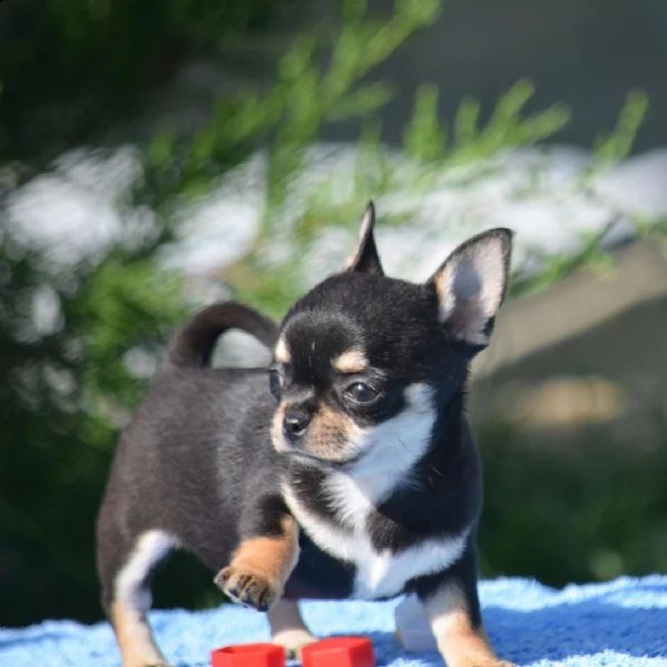 regalo affettuoso chihuahua cuccioli