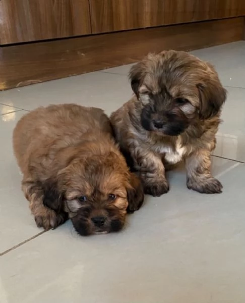 cuccioli di shitzu