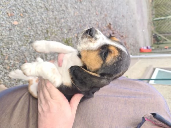 beagle | Foto 0