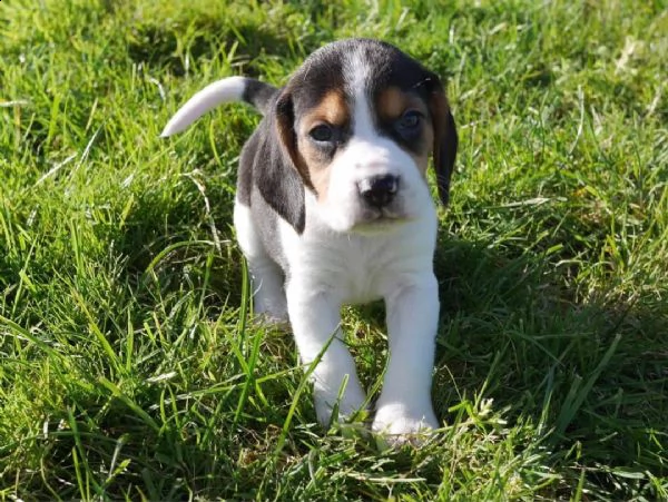beagle