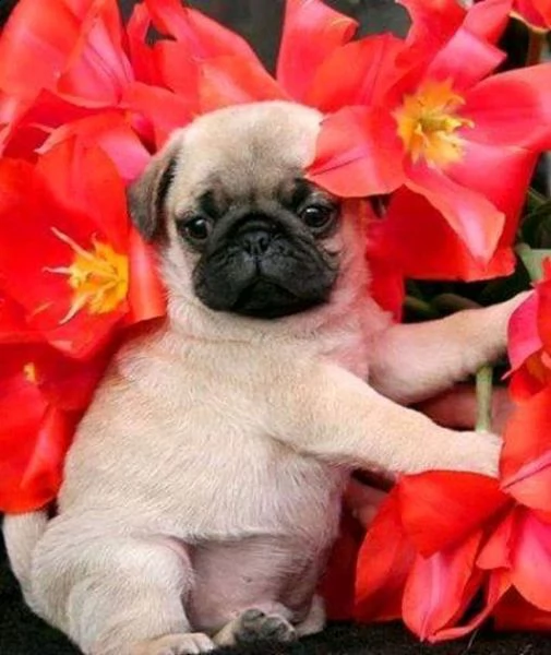 cuccioli carlino mini