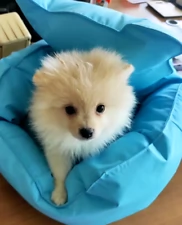 cuccioli di pomeranian