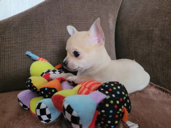 chihuahua | Foto 3