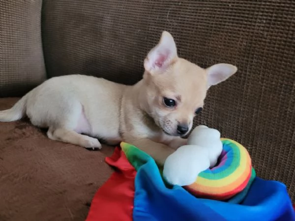 chihuahua | Foto 2