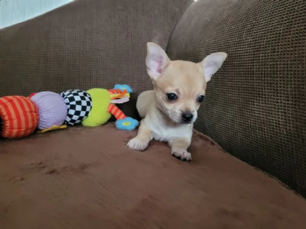 chihuahua | Foto 1