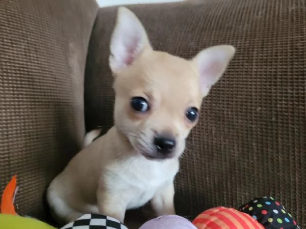 chihuahua | Foto 0
