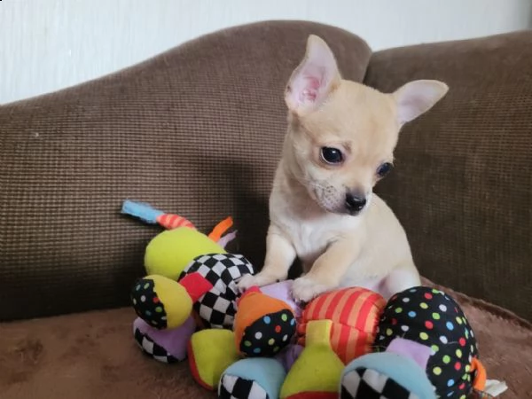 chihuahua