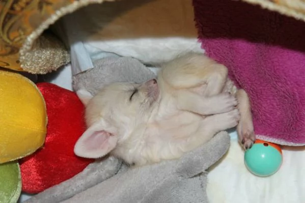 3 volpi fennec | Foto 1