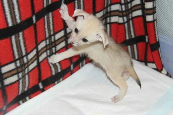 3 volpi fennec | Foto 0