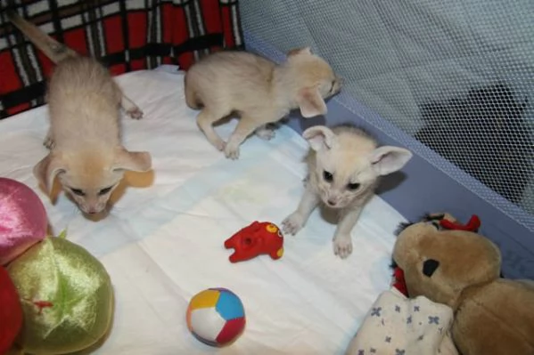 3 volpi fennec