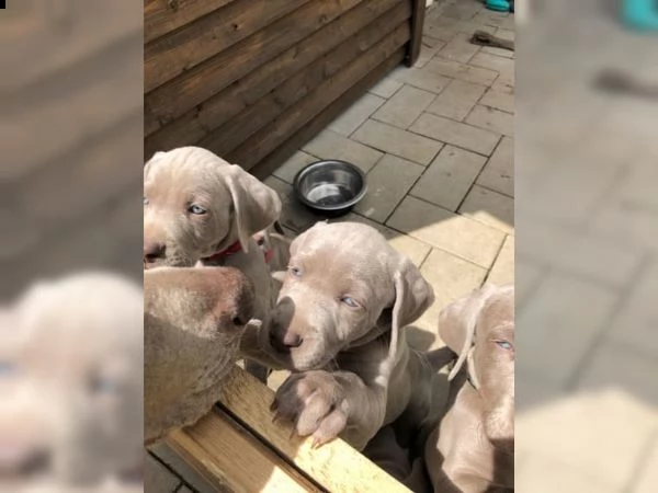 cucciolo di weimaraner, a pelo corto blu con documenti
