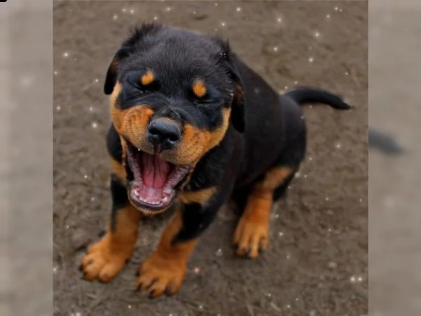  rottweiler welpen | Foto 0