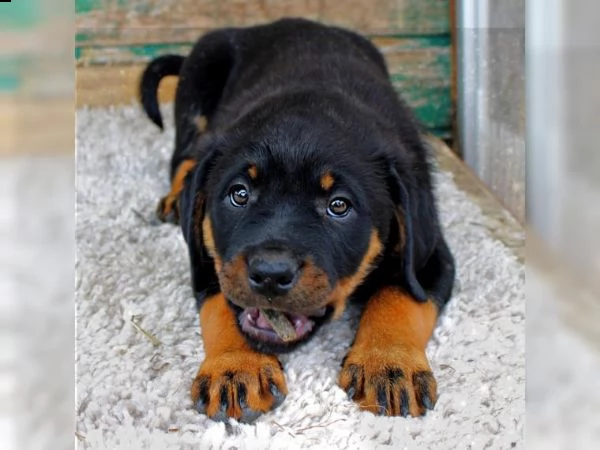  rottweiler welpen