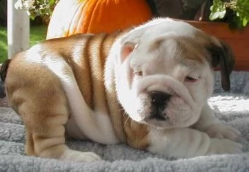 vendita cucciolo bulldog inglese