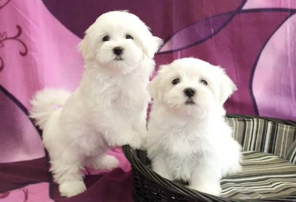 vendita cucciolo cucciolo di maltese