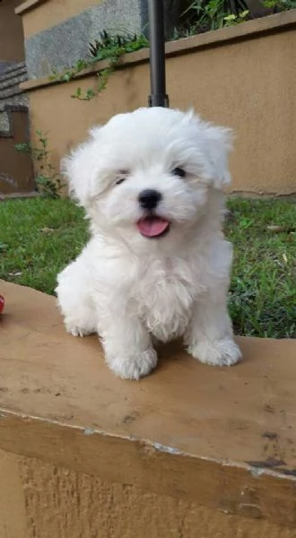 cucciolo maltese