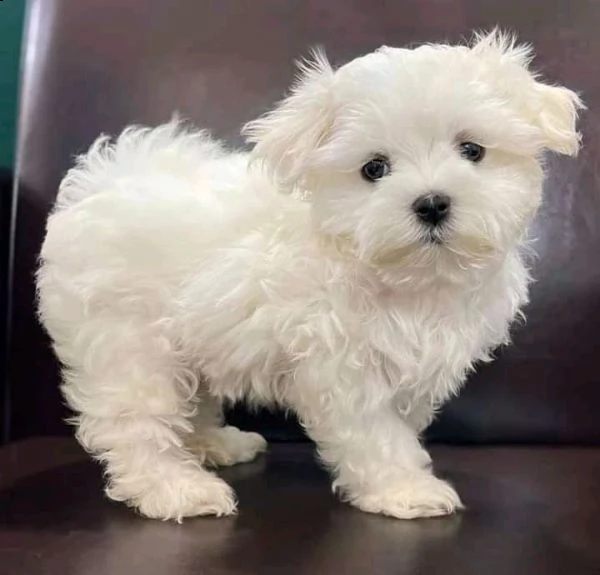 maltese  toy