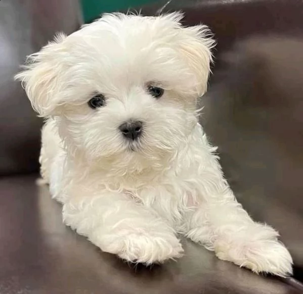 maltese  toy | Foto 0