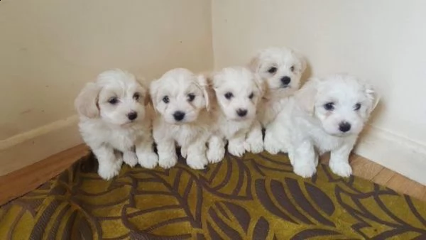 i cuccioli maltesi ti stanno aspettando | Foto 1