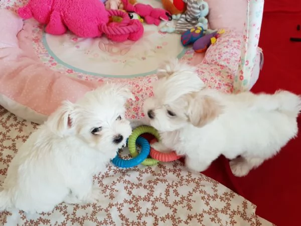 i cuccioli maltesi ti stanno aspettando