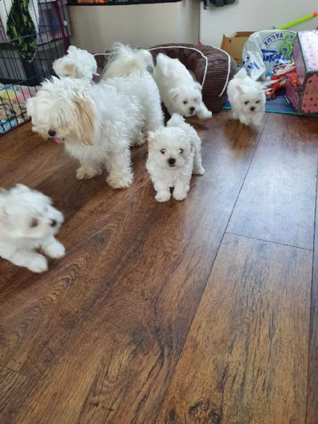 ottimi cuccioli maltesi pronti per essere perfetti purosangue. | Foto 1