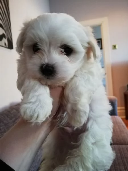 ottimi cuccioli maltesi pronti per essere perfetti purosangue. | Foto 0