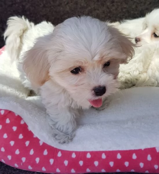 ottimi cuccioli maltesi pronti per essere perfetti purosangue.