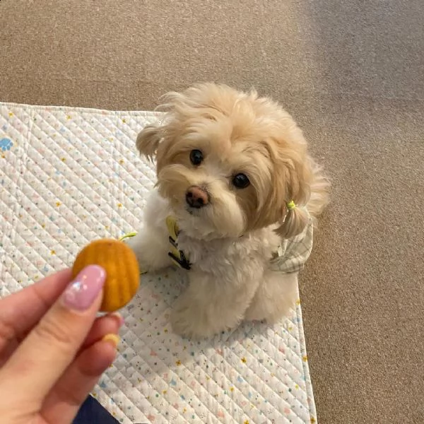 maltese cuccioli nano[at][at][at] | Foto 0