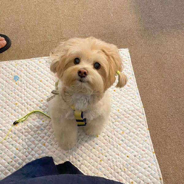 maltese cuccioli nano[at][at][at]