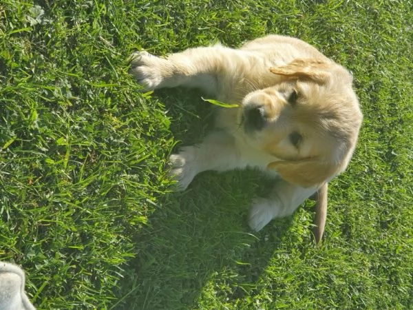 golden retriever cuccioli crema