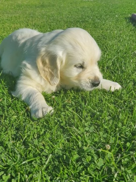 golden retriever cuccioli crema | Foto 1