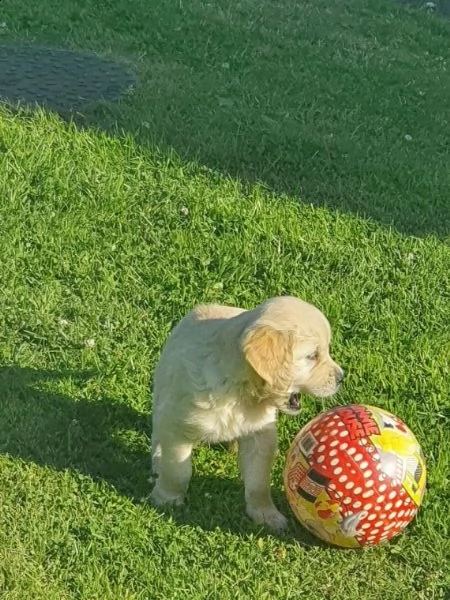 golden retriever cuccioli crema | Foto 0