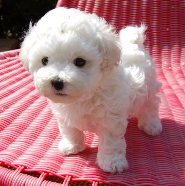 regalo superba cuccioli bolognese