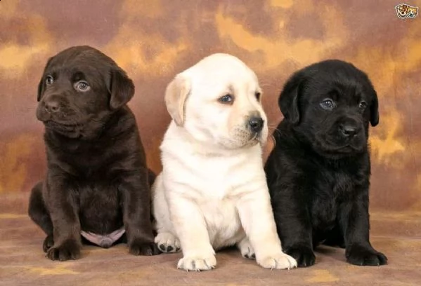 cuccioli labrador 