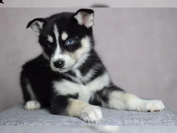 regalo cuccioli siberian husky maschio e femmina