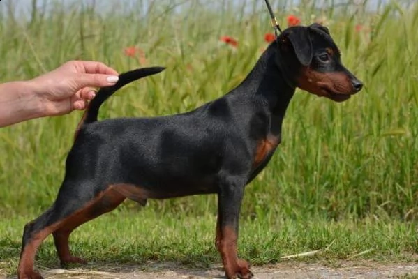 email : arwenbrades10[at]gmail[.com] adorali cuccioli di pinscher doberman femminucce e maschietti 
