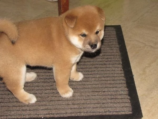 email : arwenbrades10[at]gmail[.com] regalo dolci cuccioli shiba-inu per l'adozione. abbiamo cuccioli shi
