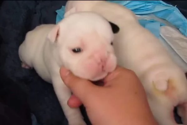 adorabili cuccioli di bulldog francese in adozione