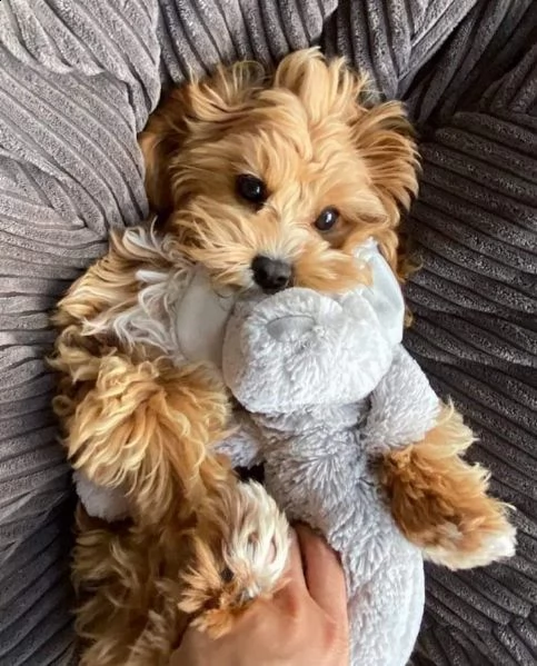 adorabile cucciolo di yorkshire in adozione