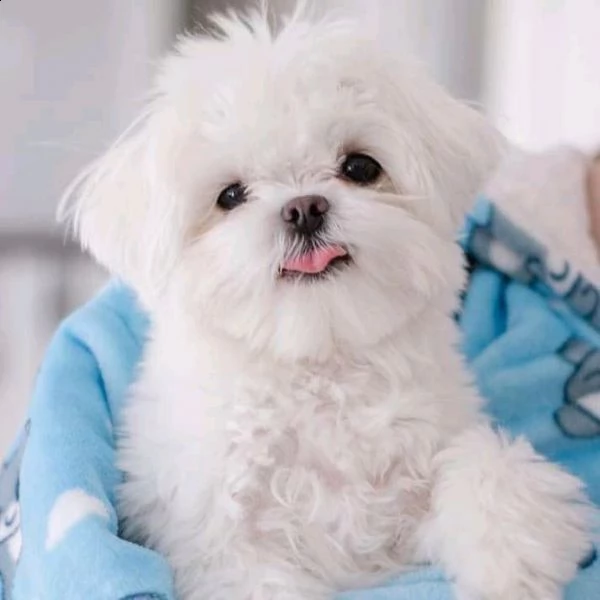 cuccioli maltese nano/toy | Foto 0