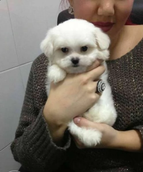  cuccioli di maltese 