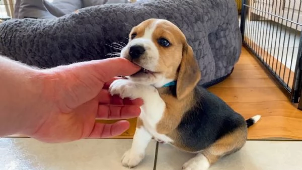 regalo cuccioli di beagle maschi che femmine nb,