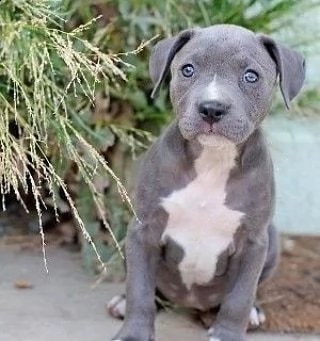 bellissimo cucciolo di pitbull da regalo,