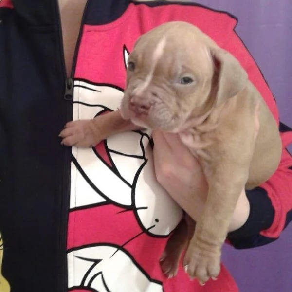 bellissimo cucciolo di pitbull da regalo, | Foto 0