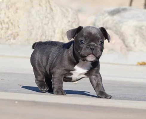  cuccioli di bulldog francese per l'adozione