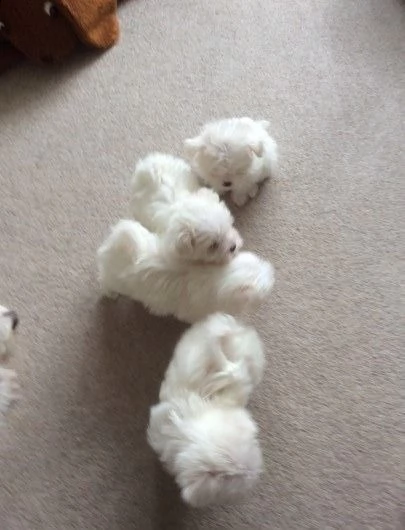 cuccioli maltesi di 10 settimane | Foto 0