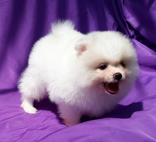  cuccioli spitz pomerania nano bianco 