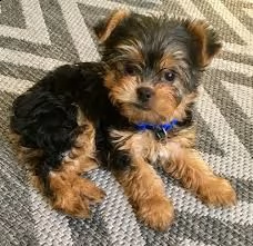  regalo yorkshire | Foto 0